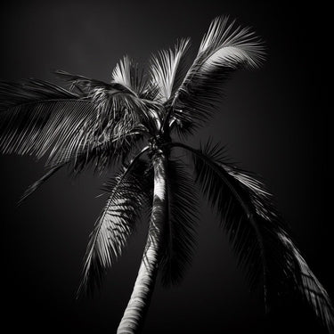 Black and White Palm Tree painting